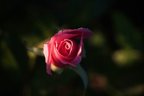 ���ĵķ�õ�廨