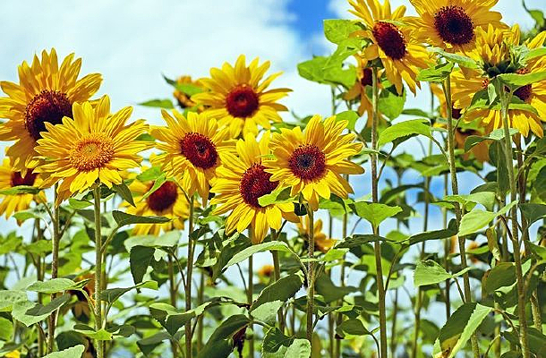 ��ɫ�Ļ����տ�