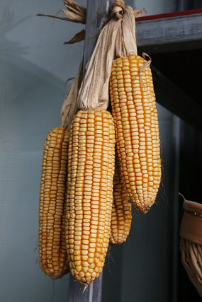 ���ŵ����װ�