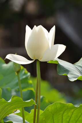 �����İ�����