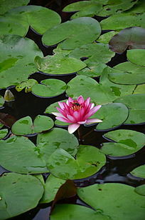 ����˯����������ز�