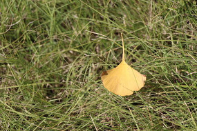 ��Ƶ�����Ҷ