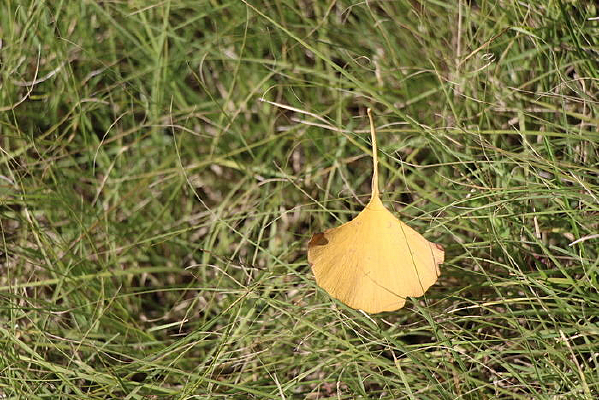 ��Ƶ�����Ҷ