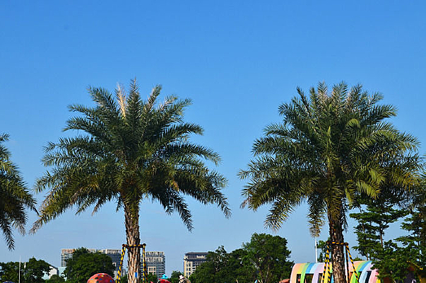 ������ľ�羰ͼƬ