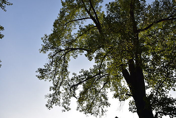 �����µ����������ز�ͼ