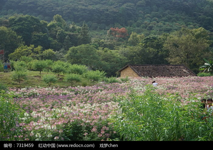 美丽的花海风景图片图片