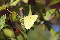 Ļƺ