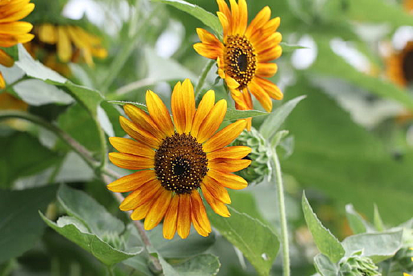 �����Ŀ���