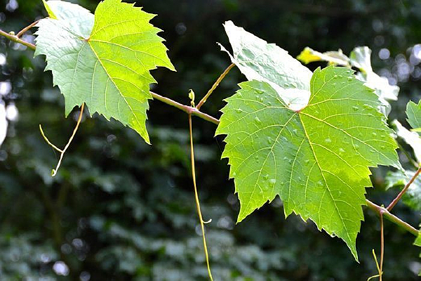 ����µ���Ҷ