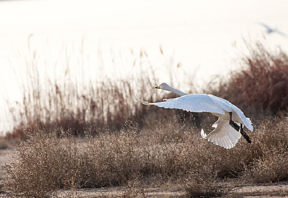 ��ɺ�����