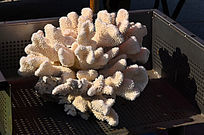 ɺ������