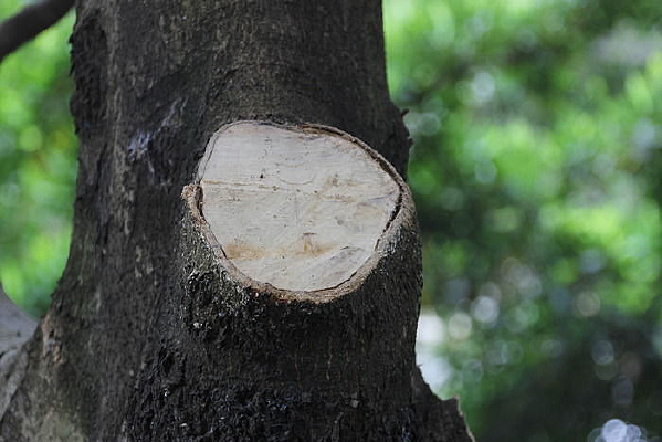 ��ľ����