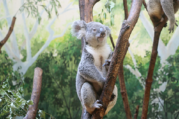 ����ϵ�����