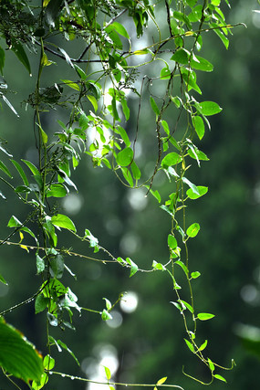 Ψ��Ҷ��ͼƬ