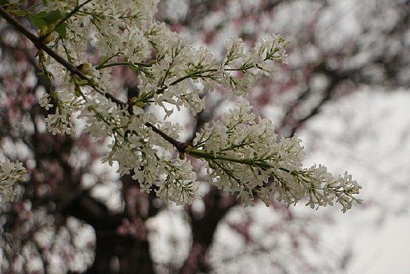 ��ɫ���ŵĻ���