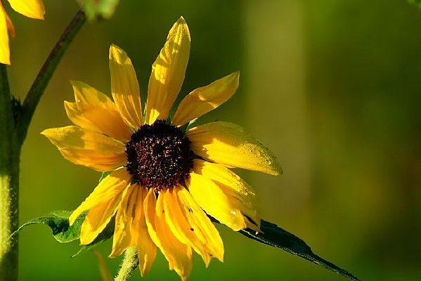 �����ɫ�Ļ�