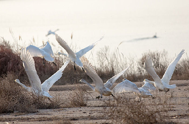 һȺ������