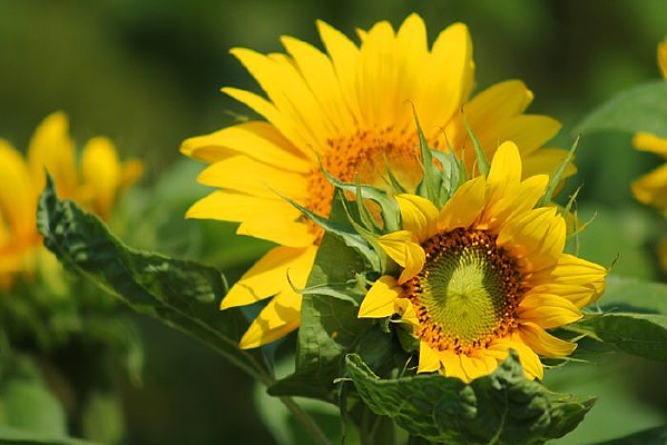 �������տ�