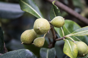 ֦ͷ����ɫ��ʵ