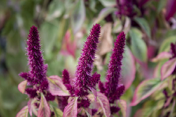 ��ɫ�Ȳ�����