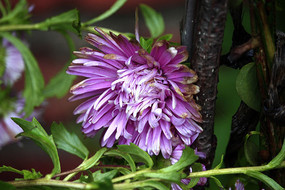 ���Ͻ�˿��