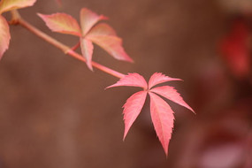 ��������ɽ��Ҷ��