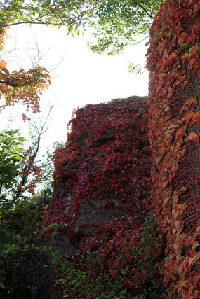 ʯ�º�ɫ��ɽ������Ҷ