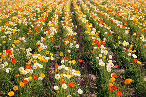 ���Ļ���