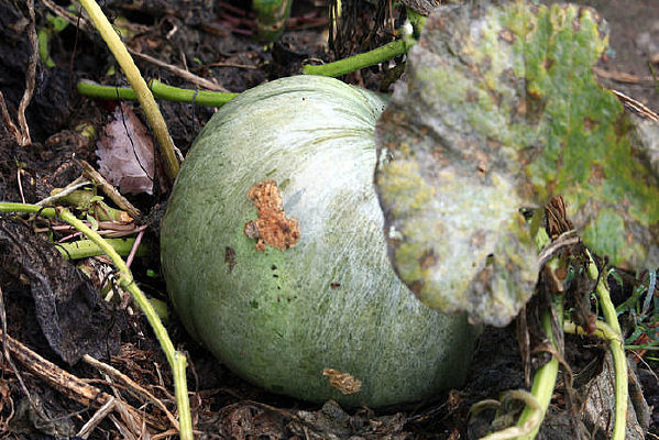 Ҷ���µĴ��Ϲ�