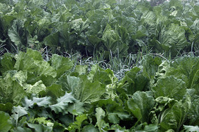 һƬ��ɫ�Ĳ˵�