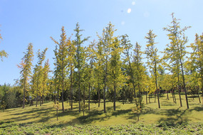 һƬ������