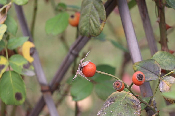 �¼�������