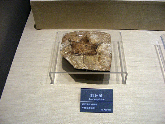 ��Ҷ�ʻ�ʯ�걾