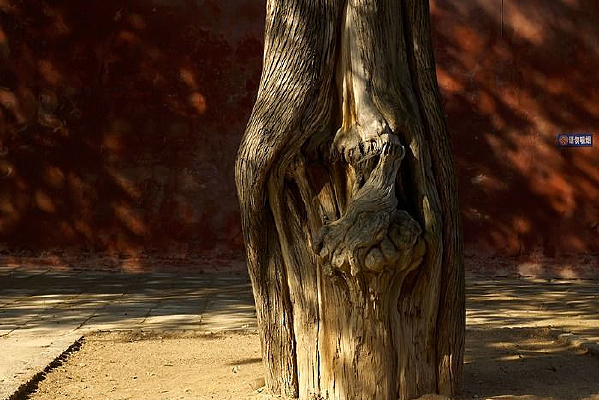 ��Ƥ����