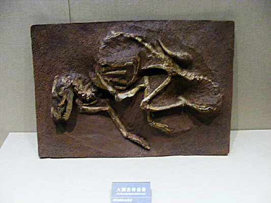 ���ż����޻�ʯ�걾