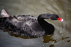 �������д