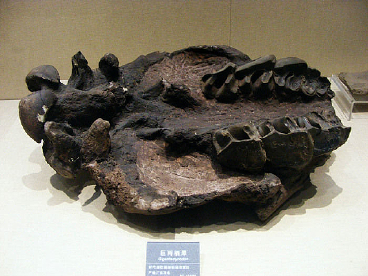 ������Ϭ��ʯ�걾