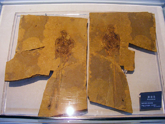 ԭ����ʯ�걾