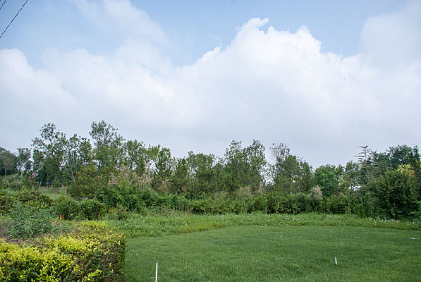 ֲ��԰�Ĳ�ƺ