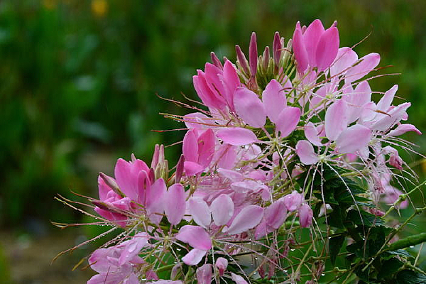 ��������д