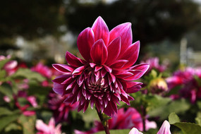 �뿪�ķۺ�ɫ������