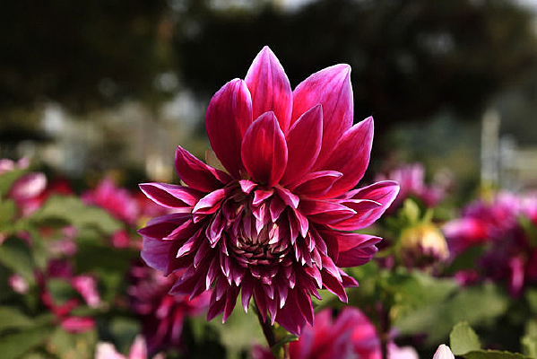 �뿪�ķۺ�ɫ������