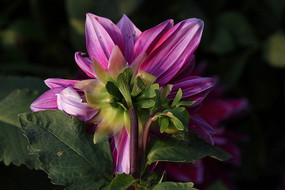 ����ķ�ɫ������