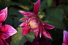 ����뿪�ķۺ�ɫ������