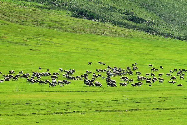 ��ԭ������Ⱥ