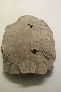 �������껯ʯ