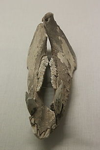 ������Ұ������