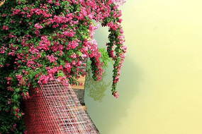 ��������÷