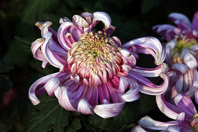 �����µİ뿪�۾ջ�