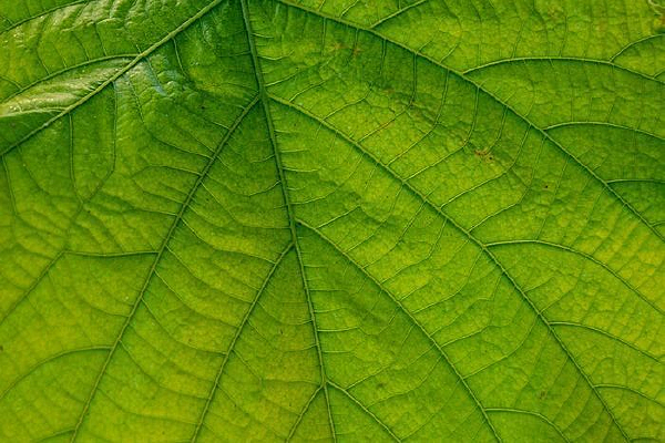 Ҷ������